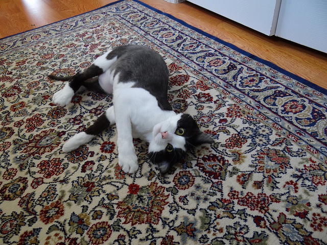 Cat on a Rug on a Hardwood Floor -- photo by Shan23 Cat on a Rug on a Hardwood Floor -- photo by Shan23