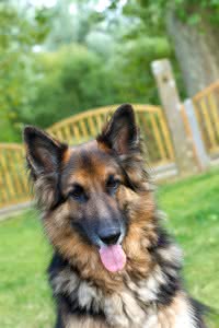 German Shepherd laying in the garden