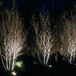tree lights