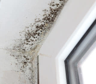 living-mold-320