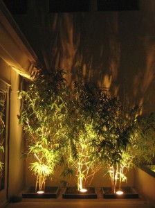Lighted plants