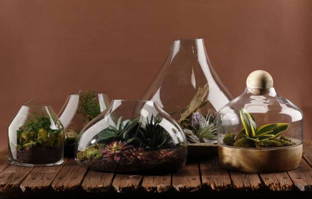 garden-under-glass