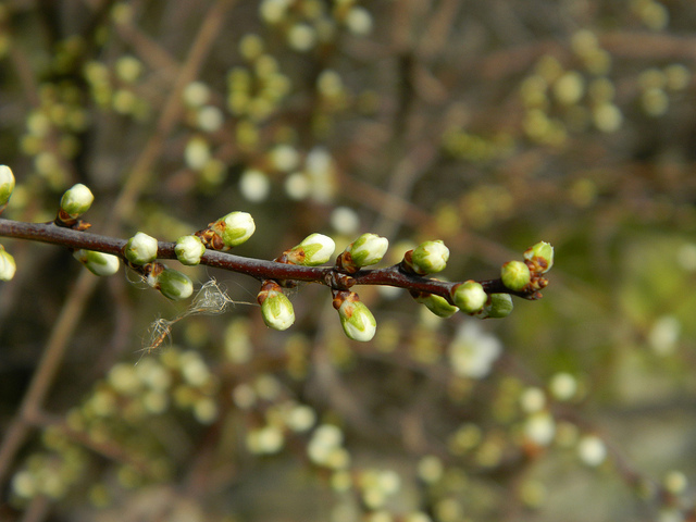 indoor-buds