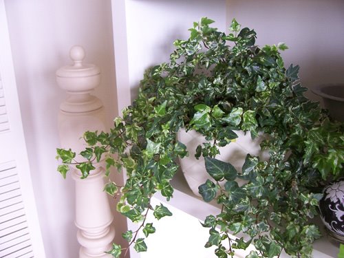 indoor-english-ivy