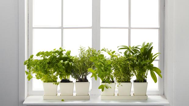 indoor-herbs-2