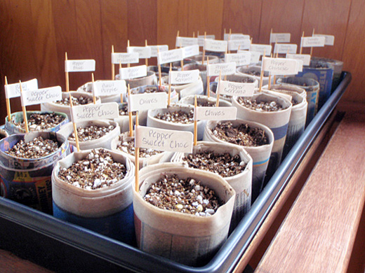 indoor-seedlings