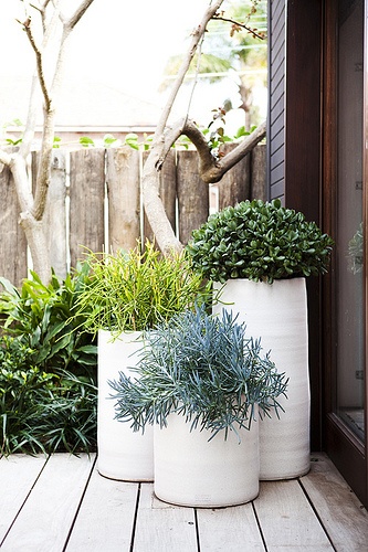 potted-plants