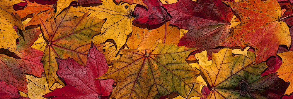 Autumn-renovation-build-diy