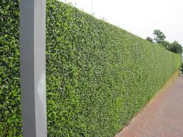 hedge wall