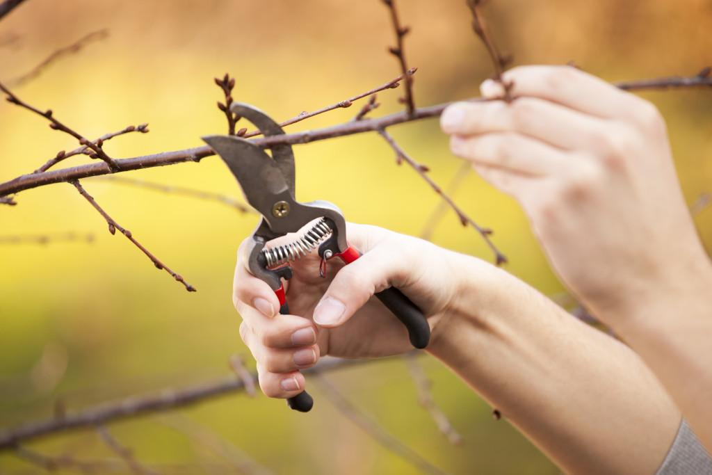 Pruning an fruit tree - Cutting Branches at spring