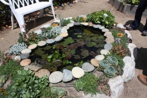 backyard pond